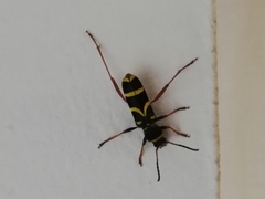 Clytus arietis