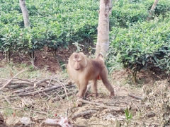 Macaca leonina