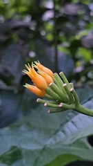 Gurania lobata