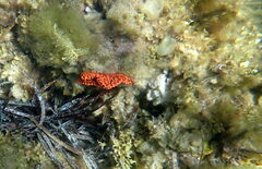 Uniophora granifera