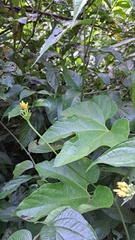 Gurania lobata