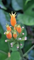 Gurania lobata