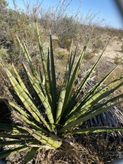 Yucca faxoniana