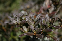 Rhododendron rubropilosum taiwanalpinum