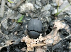 Onthophagus taurus