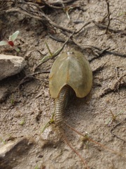 Triops cancriformis