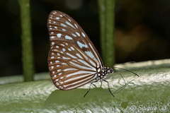 Ideopsis vulgaris