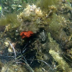 Uniophora granifera