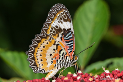 Cethosia cyane