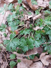 Potentilla neglecta
