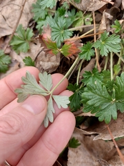 Potentilla neglecta