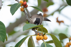 Pycnonotus aurigaster