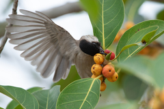 Pycnonotus aurigaster