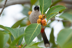 Pycnonotus aurigaster