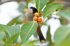 Pycnonotus aurigaster