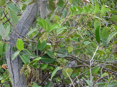 Homalium deplanchei