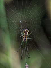 Leucauge volupis
