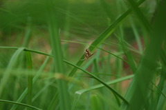 Elophila nymphaeata