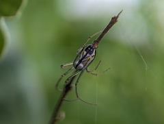 Leucauge volupis