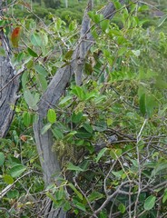 Homalium deplanchei