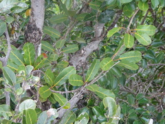 Homalium deplanchei