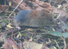 Clethrionomys glareolus