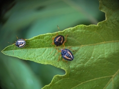 Edessa rufomarginata