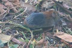 Clethrionomys glareolus