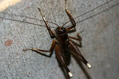 Penalva flavocalceata