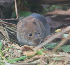 Clethrionomys glareolus