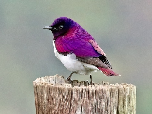 Violet-backed Starling