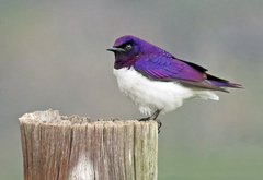 Cinnyricinclus leucogaster