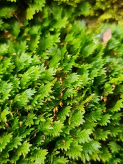 Fissidens dubius