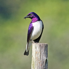 Cinnyricinclus leucogaster