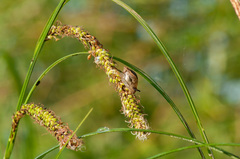 Carex acuta