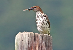 Cinnyricinclus leucogaster