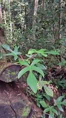 Philodendron squamiferum