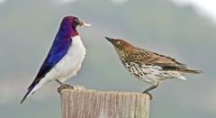 Cinnyricinclus leucogaster