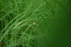 Elophila nymphaeata