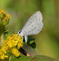 Celastrina