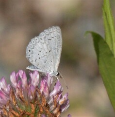 Celastrina