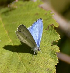 Celastrina