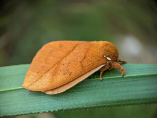 Pseudautomeris luteata