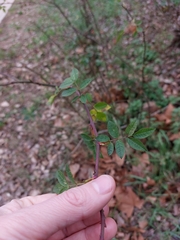 Rosa canina