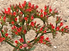 Kalanchoe