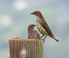 Cinnyricinclus leucogaster