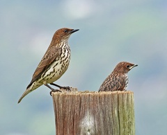 Cinnyricinclus leucogaster