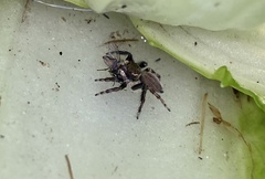 Maratus griseus