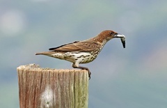 Cinnyricinclus leucogaster
