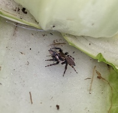 Maratus griseus